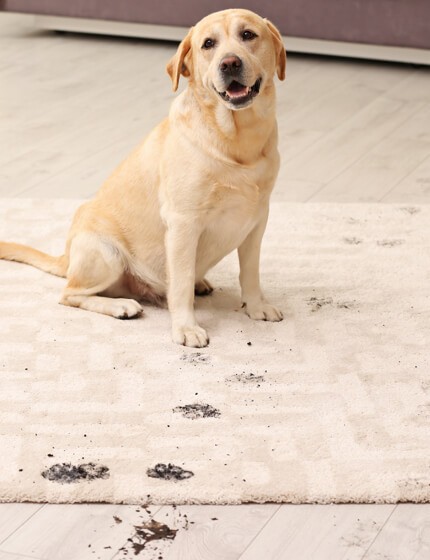 mud stain on rug by dog | Cherry City Interiors