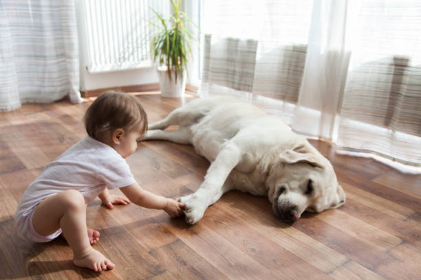 Kid playing with dog | Cherry City Interiors