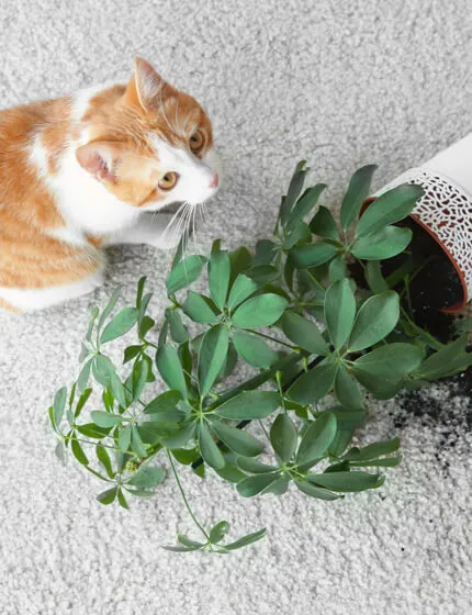 pet-carpet-stain pet-carpet-stain