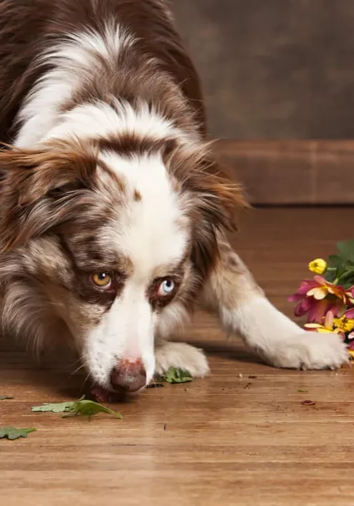 imgi_18_hardwood-spill imgi_18_hardwood-spill